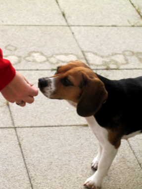 Unser Beaglemädchen