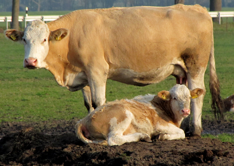 Kuh mit Kalb