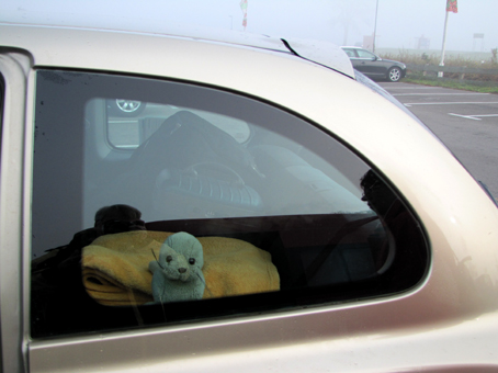 Hooksel guckt aus dem Auto