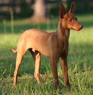 Podenco-Hund