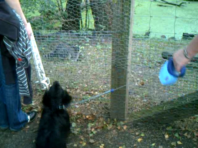 Zotti und der Waschbär im Wildpark