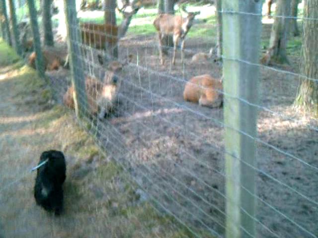 Zotti besucht die Hirsche im Wildpark