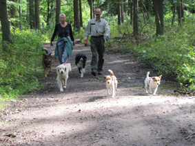 Fünf Hunde auf einen Streich