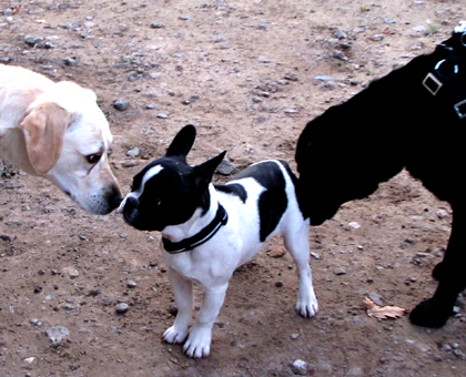 Arco hat zwei Hunde getroffen