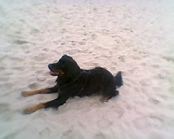 Das war Heini am Strand von Warnemünde