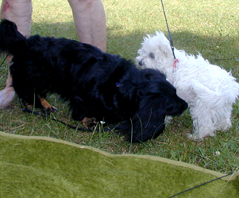 Zotti und weißes Hundebaby